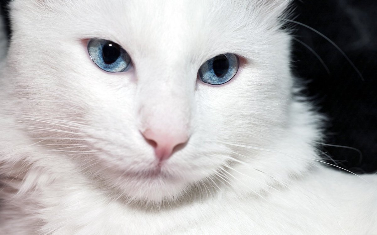 Толстая турецкая ангора