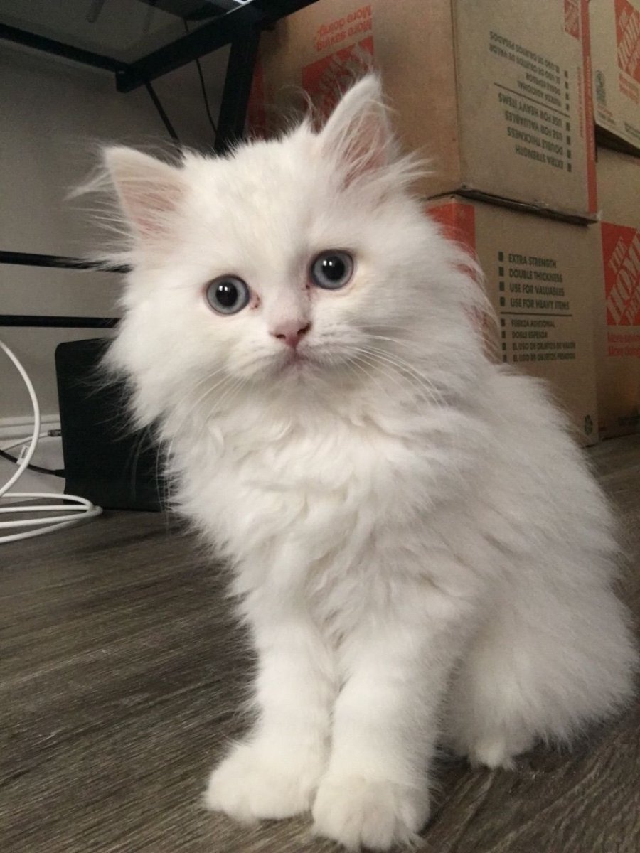 Кошка Сибирская ангорка