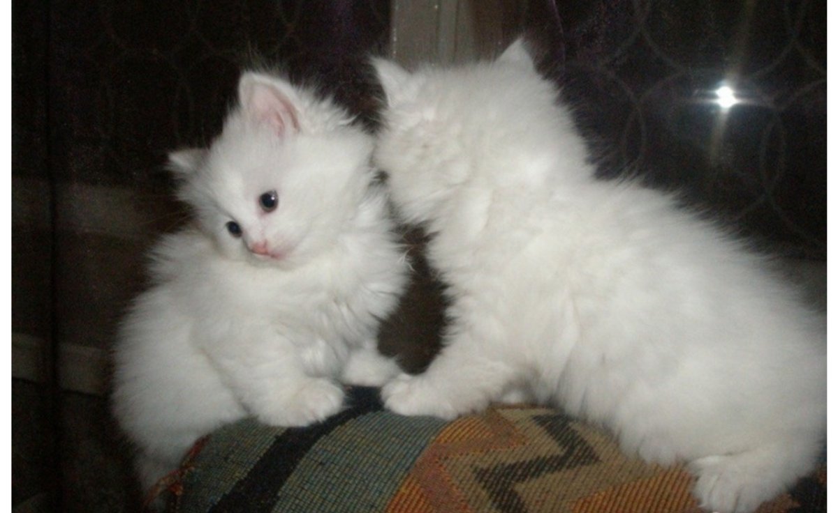 Тигровая ангорская кошка