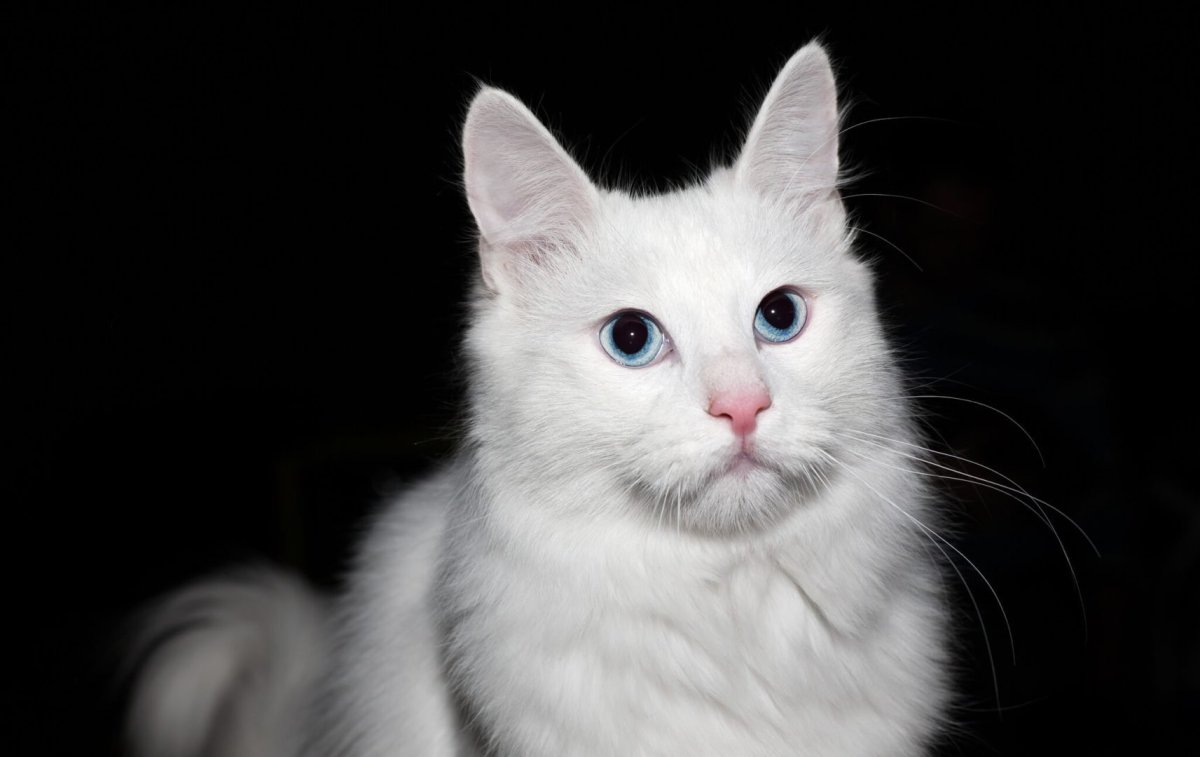 Турецкая ангора кошка вес