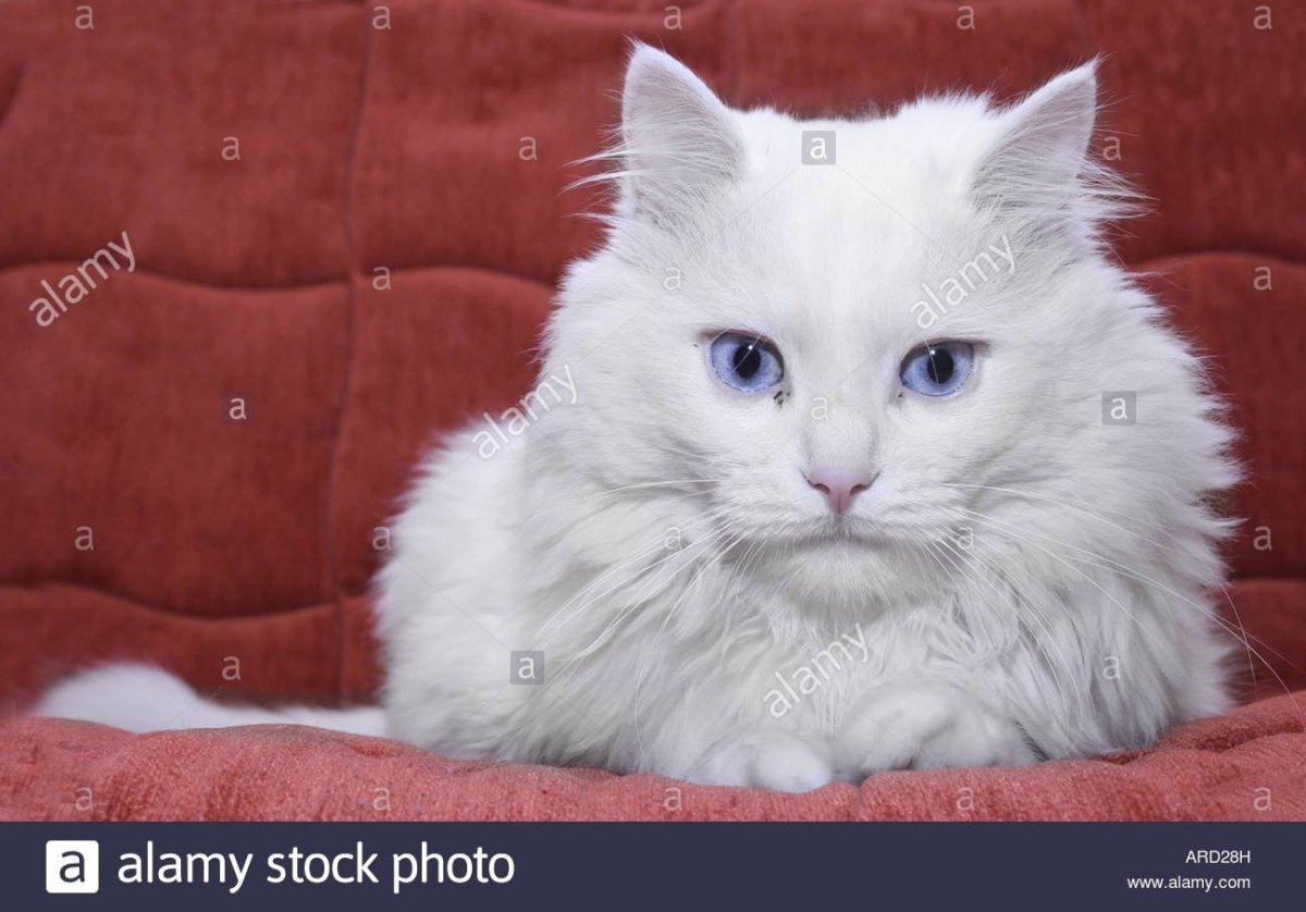 Белые кошки без породы