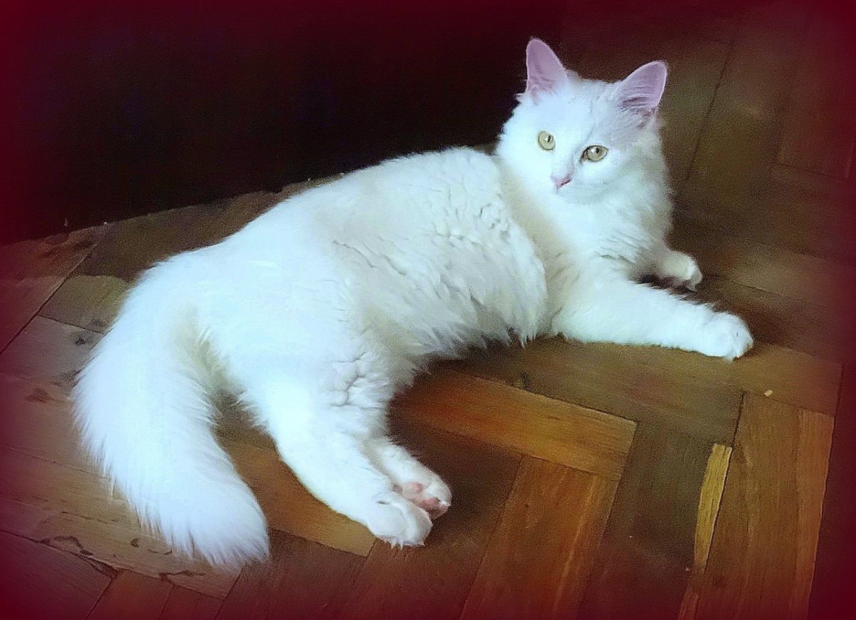 Сибирская ангора альбинос