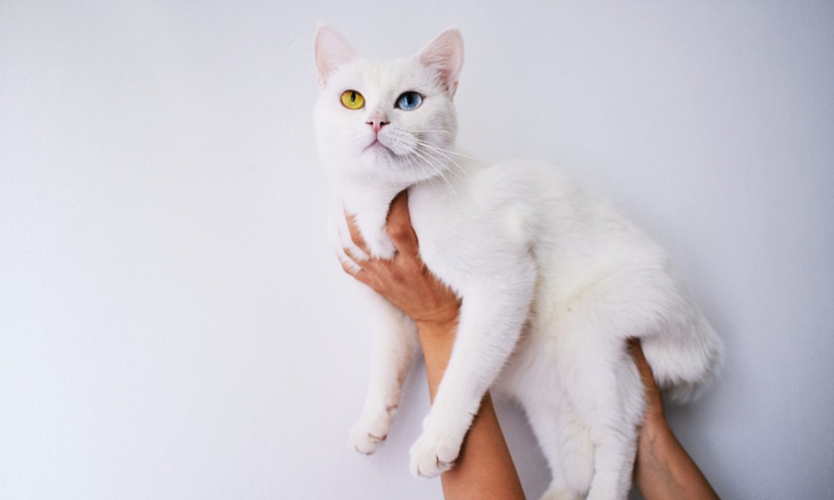 Турецкая ангора Снежка