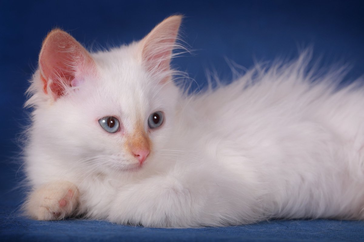 Турецкая ангора кошка