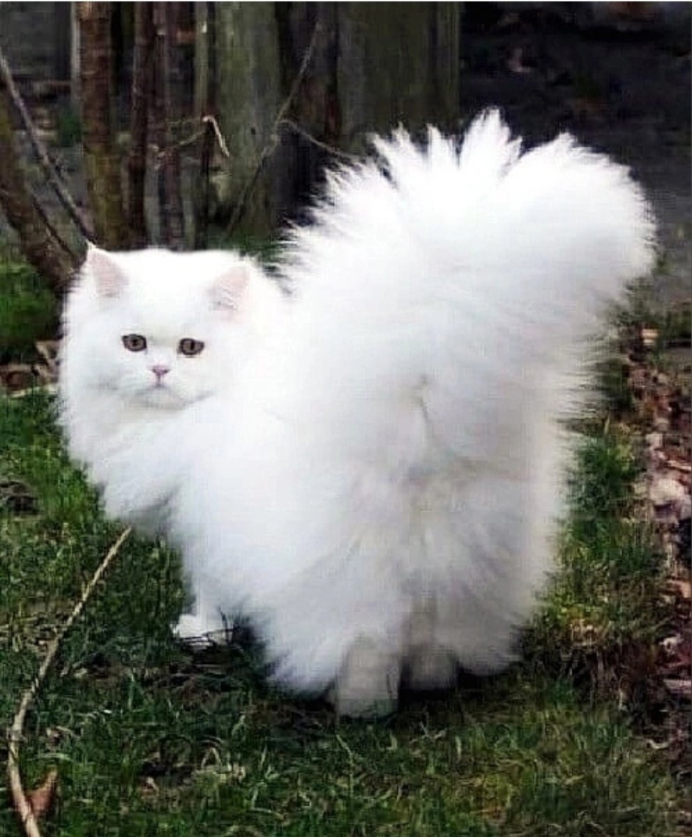 Турецкая ангорская кошка рыжая