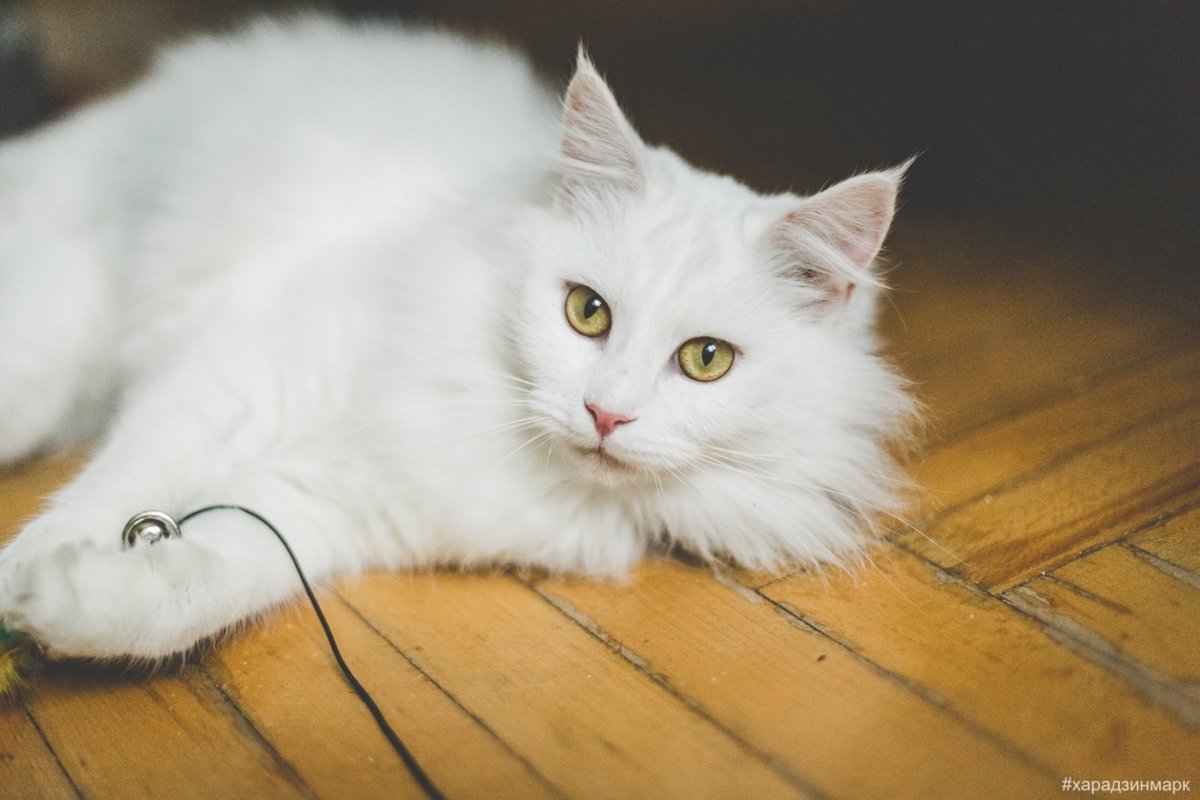 Турецкая ангора биколор