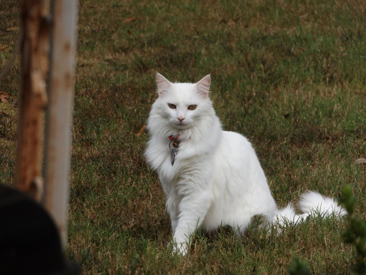 Турецкий Ван кошка с разными глазами