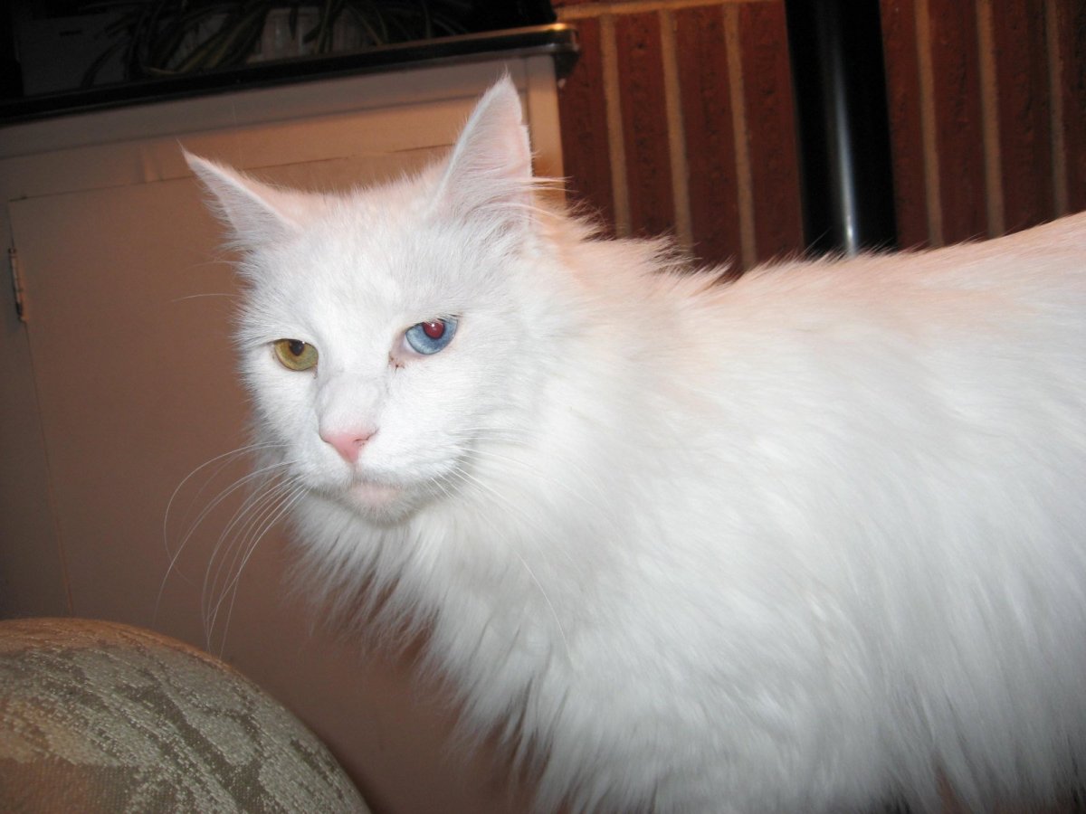 Турецкая ангора Снежка