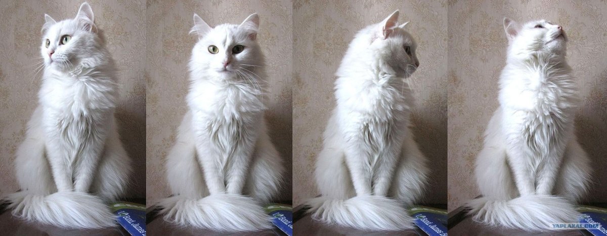 Сибирская ангора альбинос