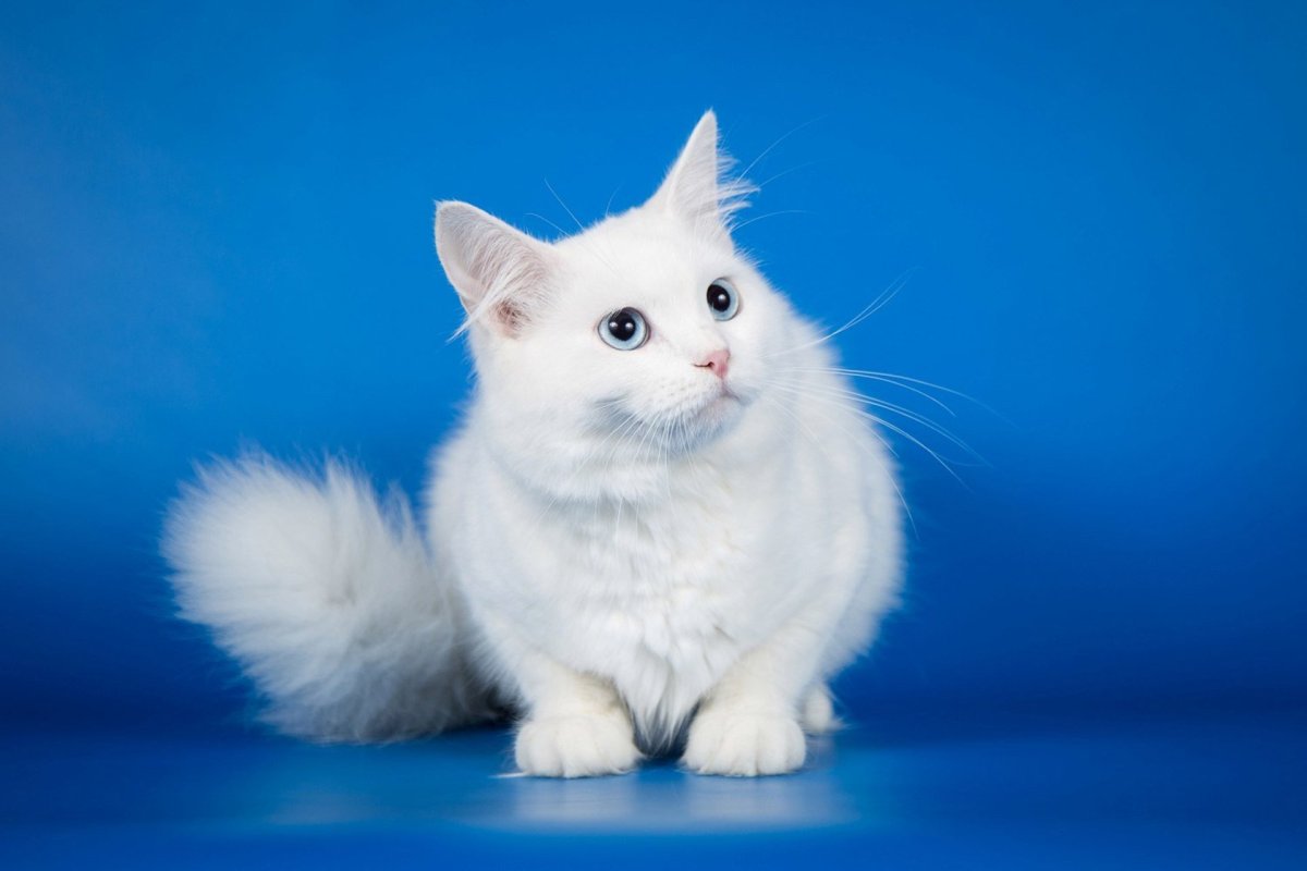 Сибирская кошка белая