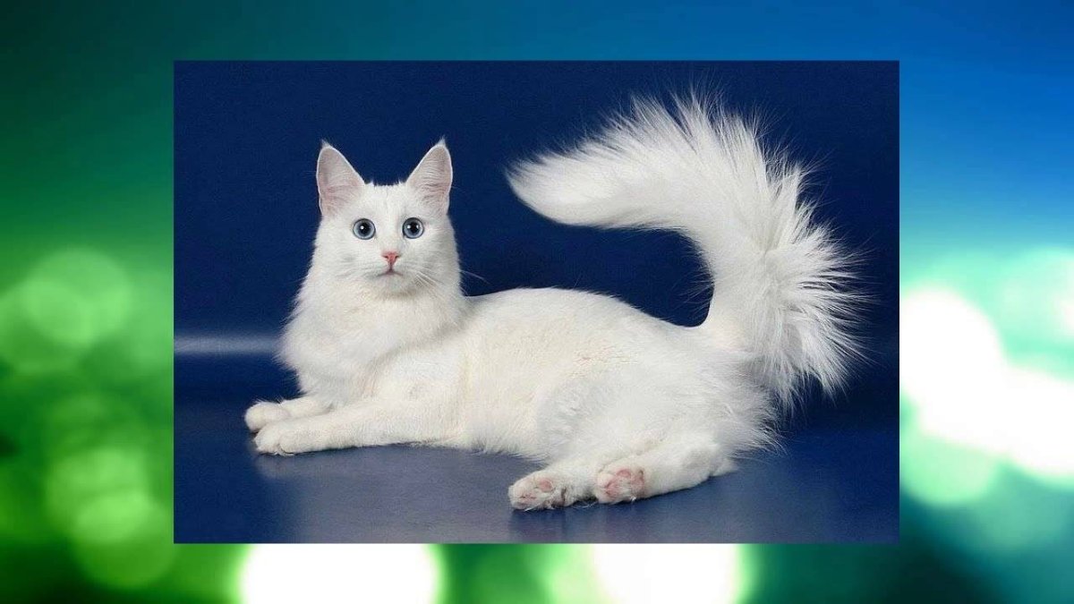Сибирская ангорская кошка