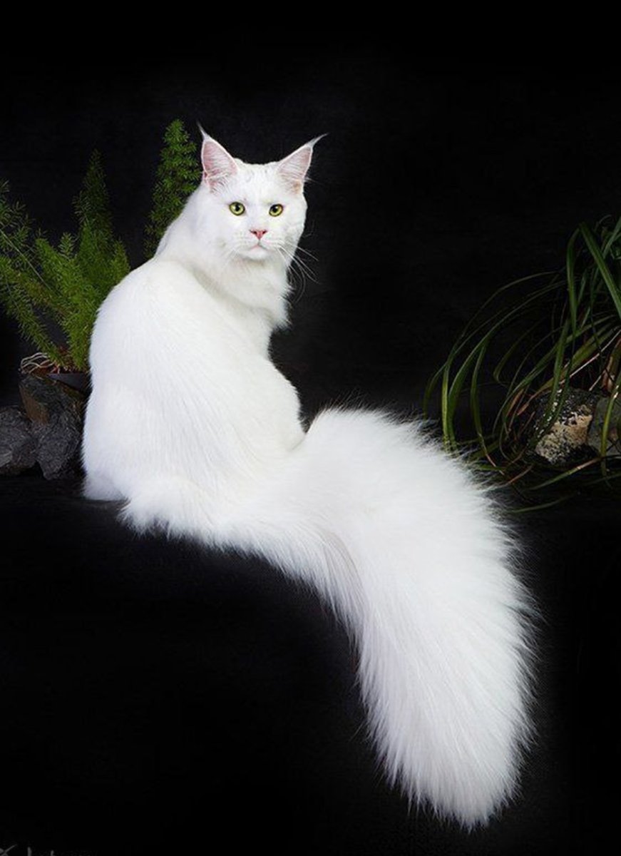 Турецкая ангора