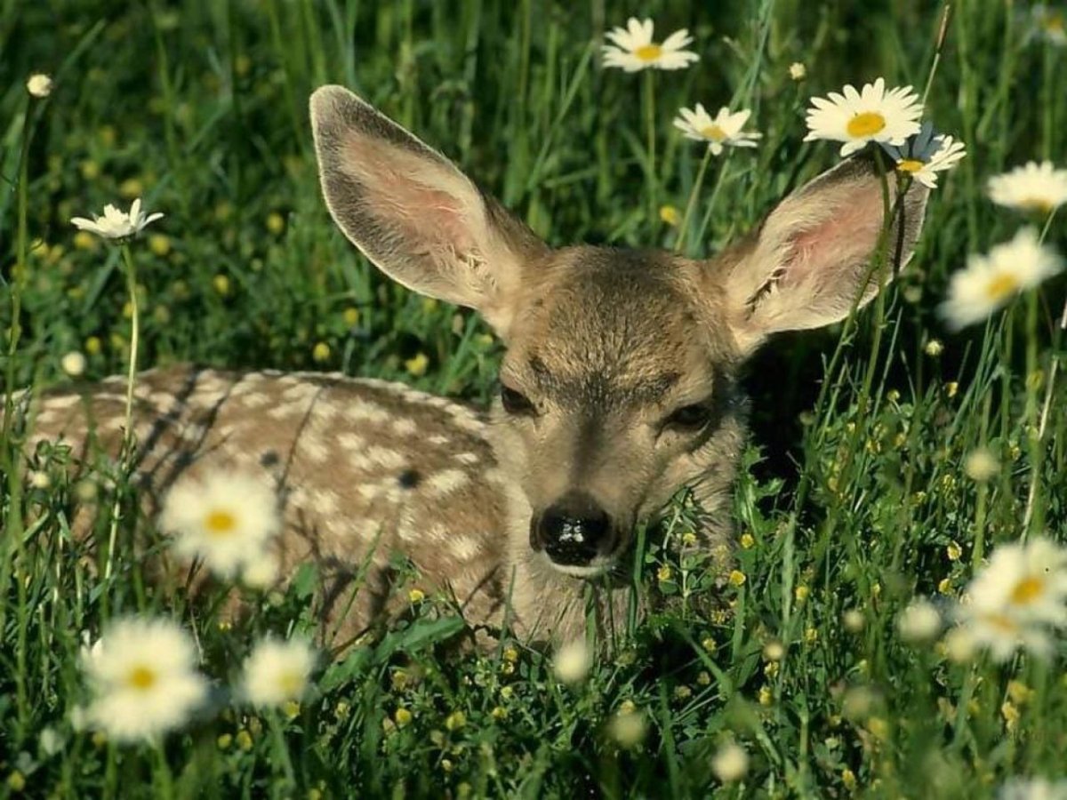 Растительный и животный мир