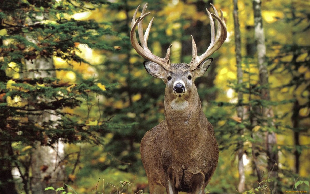 Олень в природе