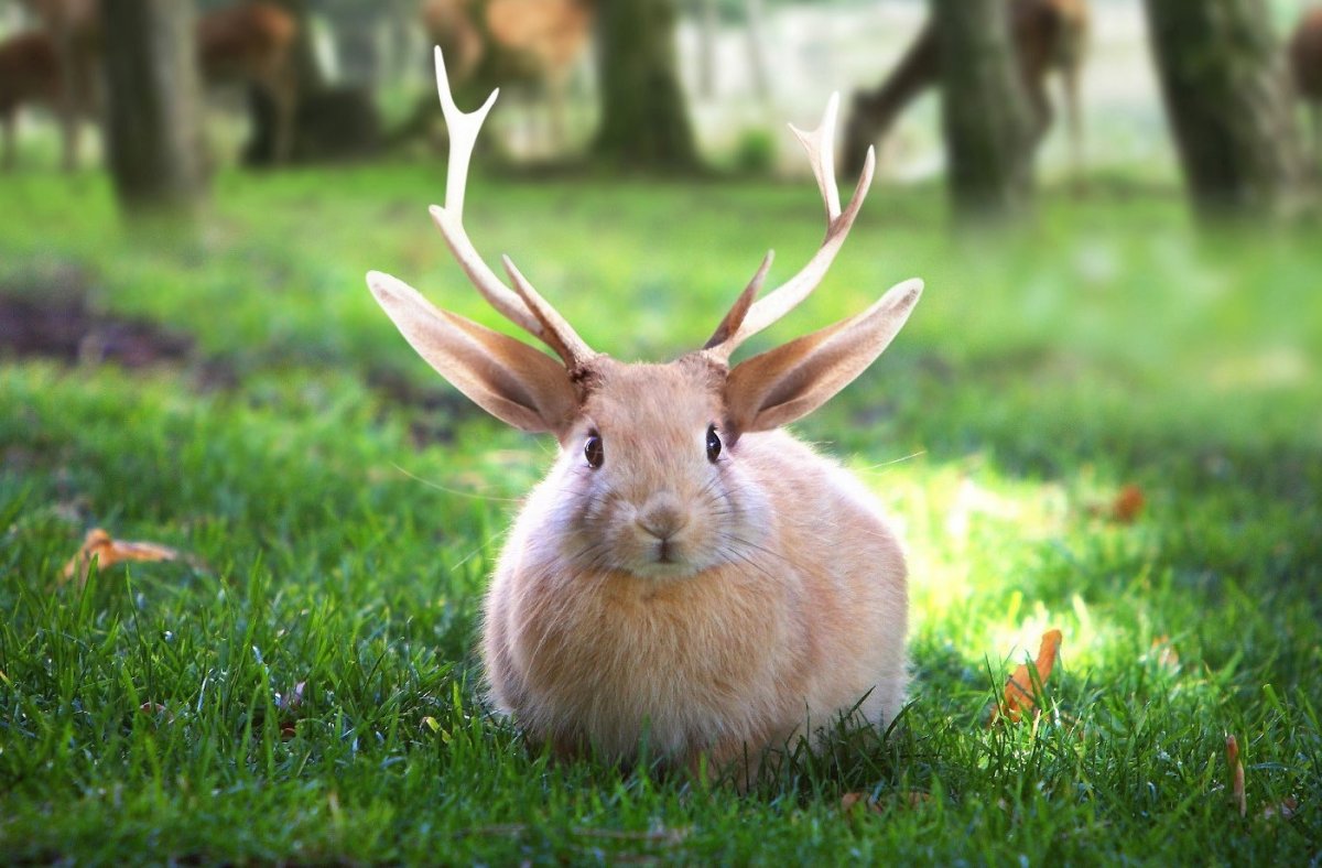 Кролень зайцелопа