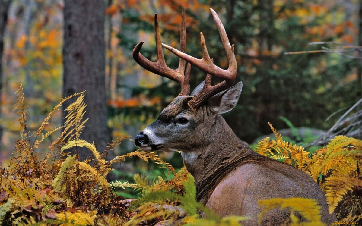 Лесные животные осенью