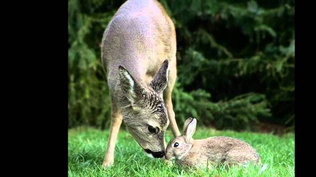 Олень и заяц