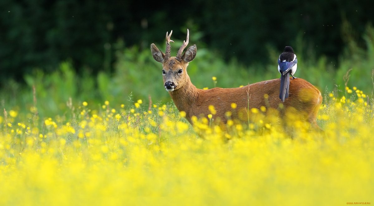 Косуля на лугу