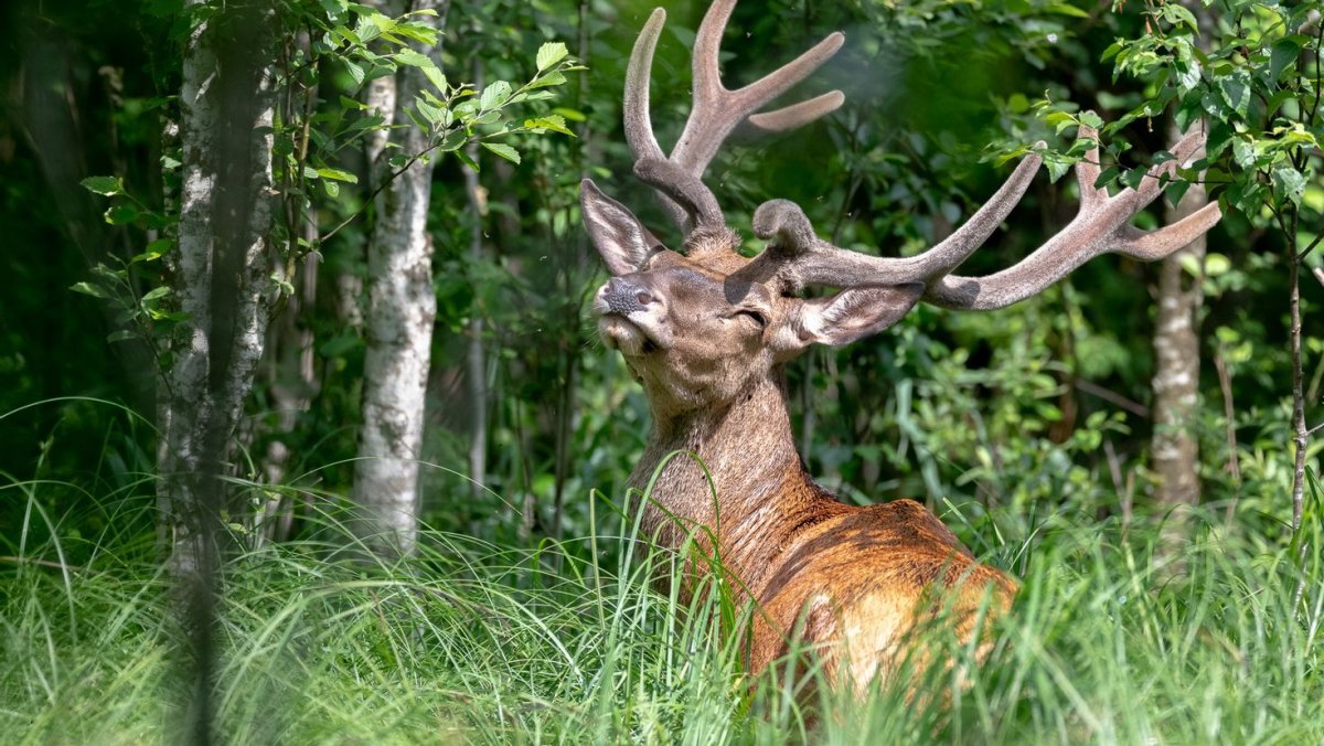 Животные в лесу