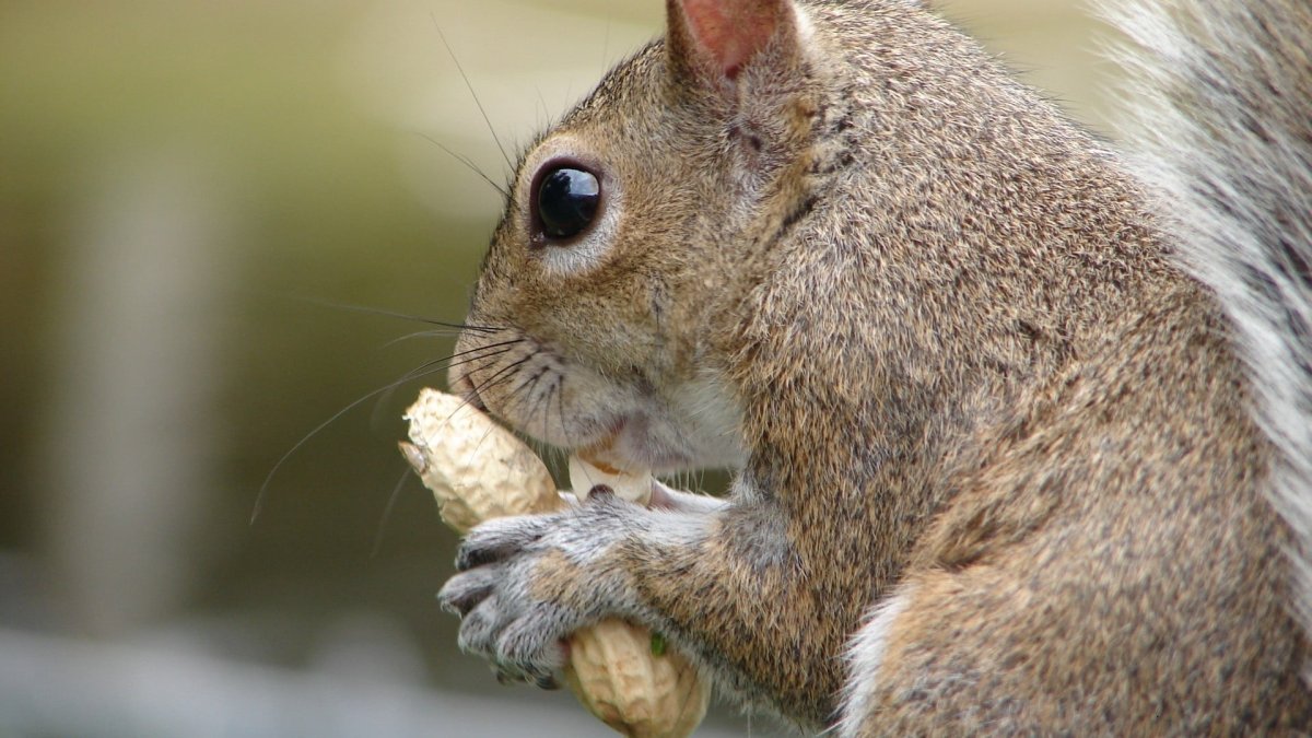 Шерсть белки