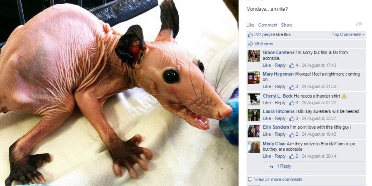 Бритая белка