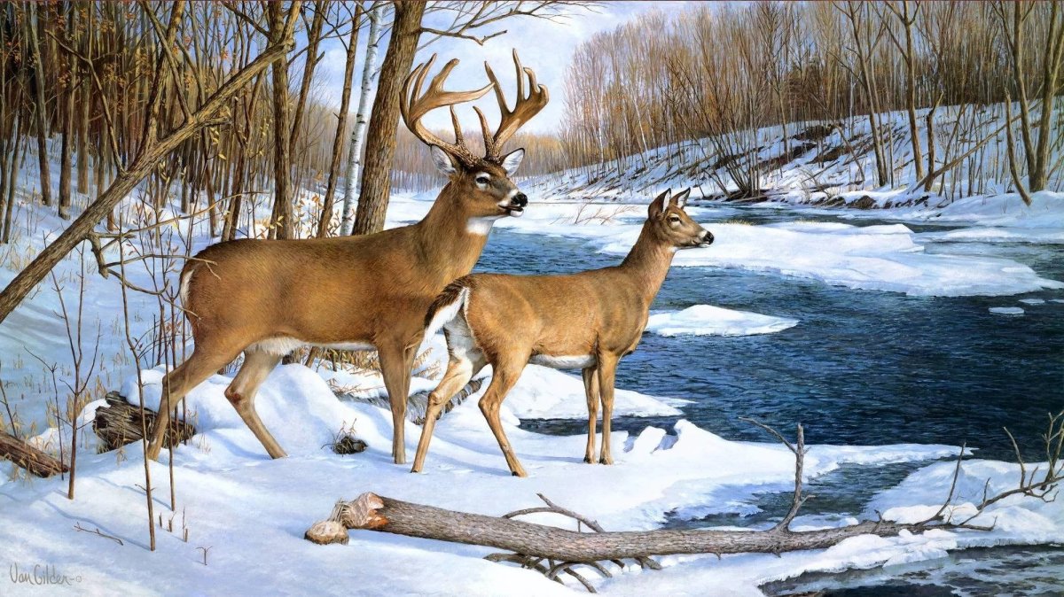 Лось косуля и Северный олень