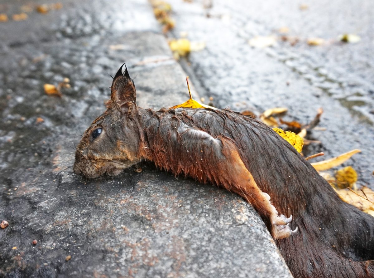 Самец белки