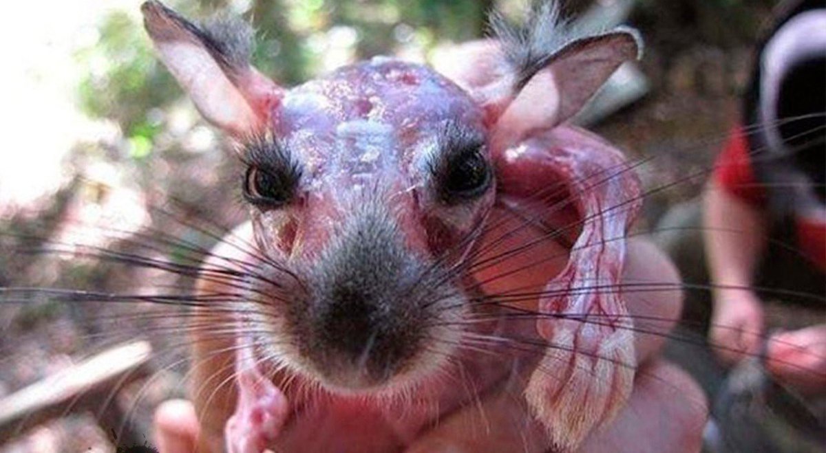 Канадский сфинкс