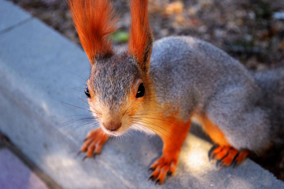 Валяные броши зверьки