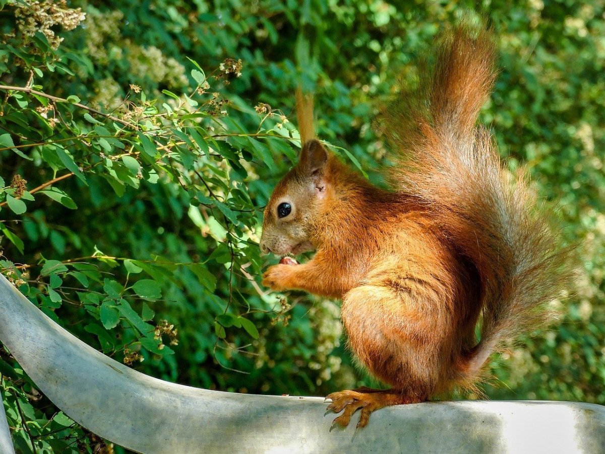 Канадская белка