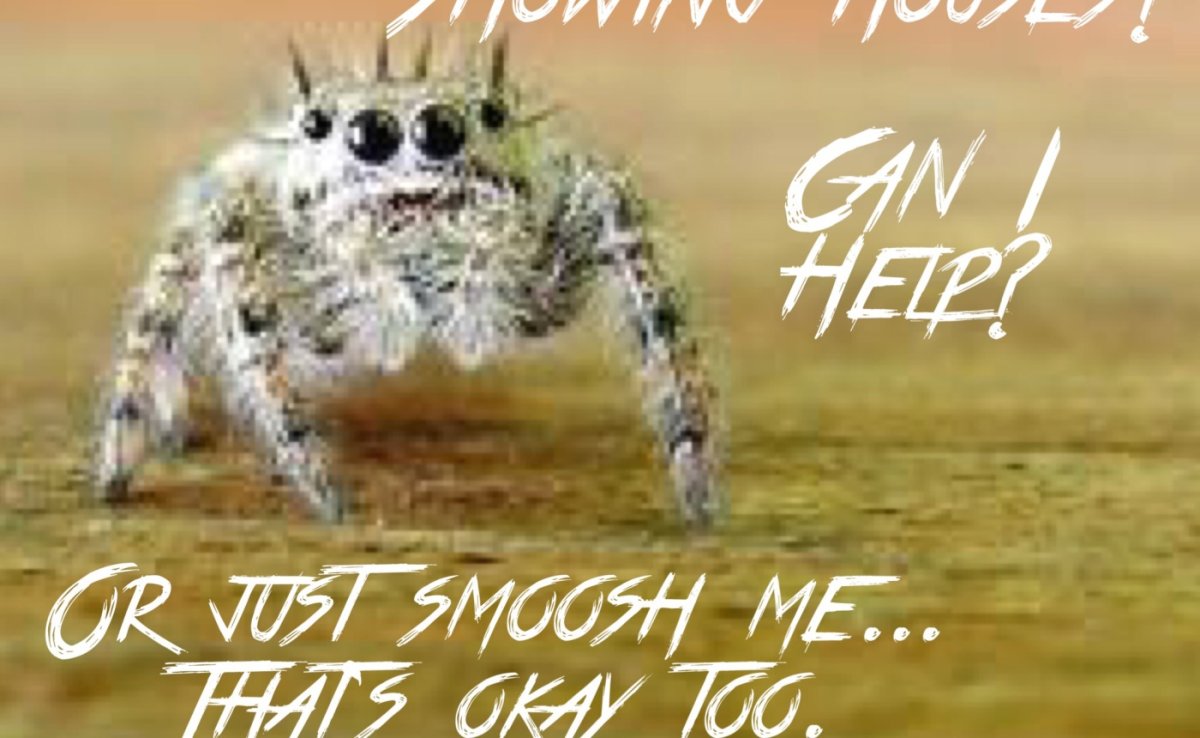 Паук скакун серый