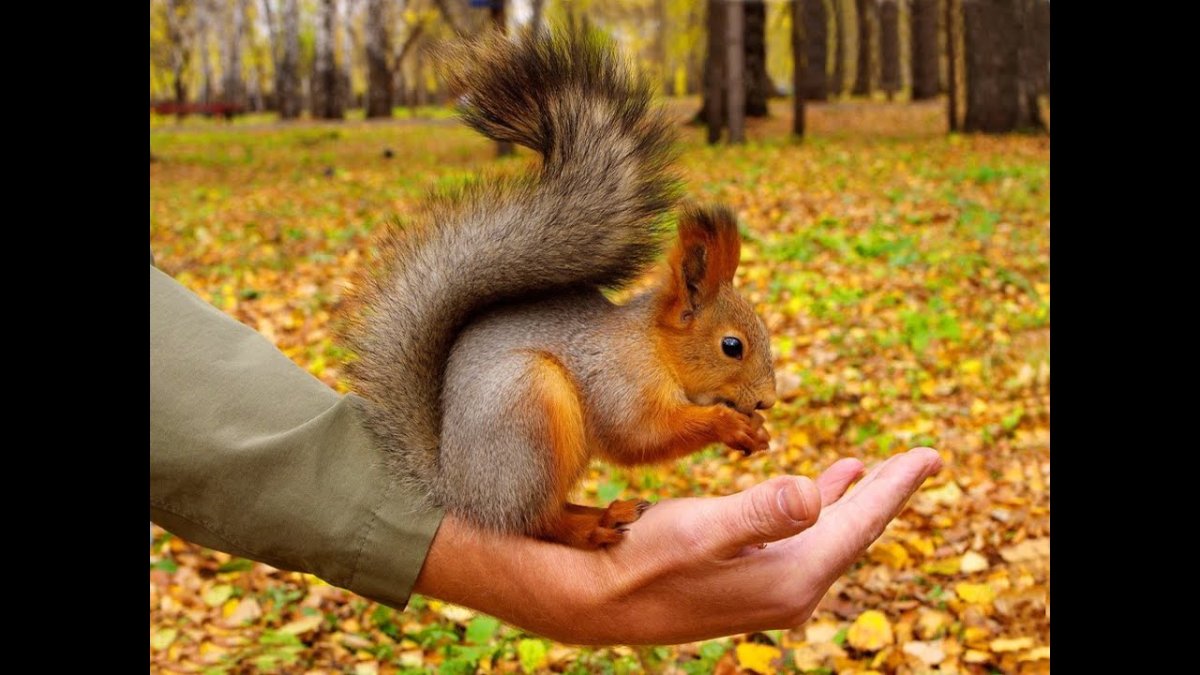 Облысевшая белка.