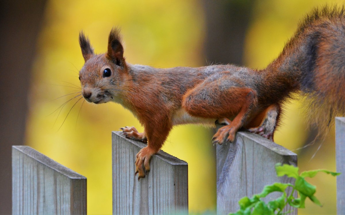 Шипохвостая белка