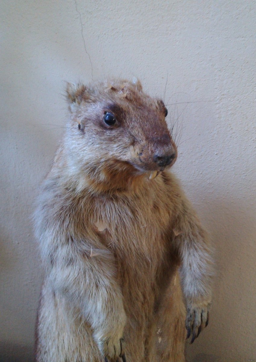 Упоротый суслик