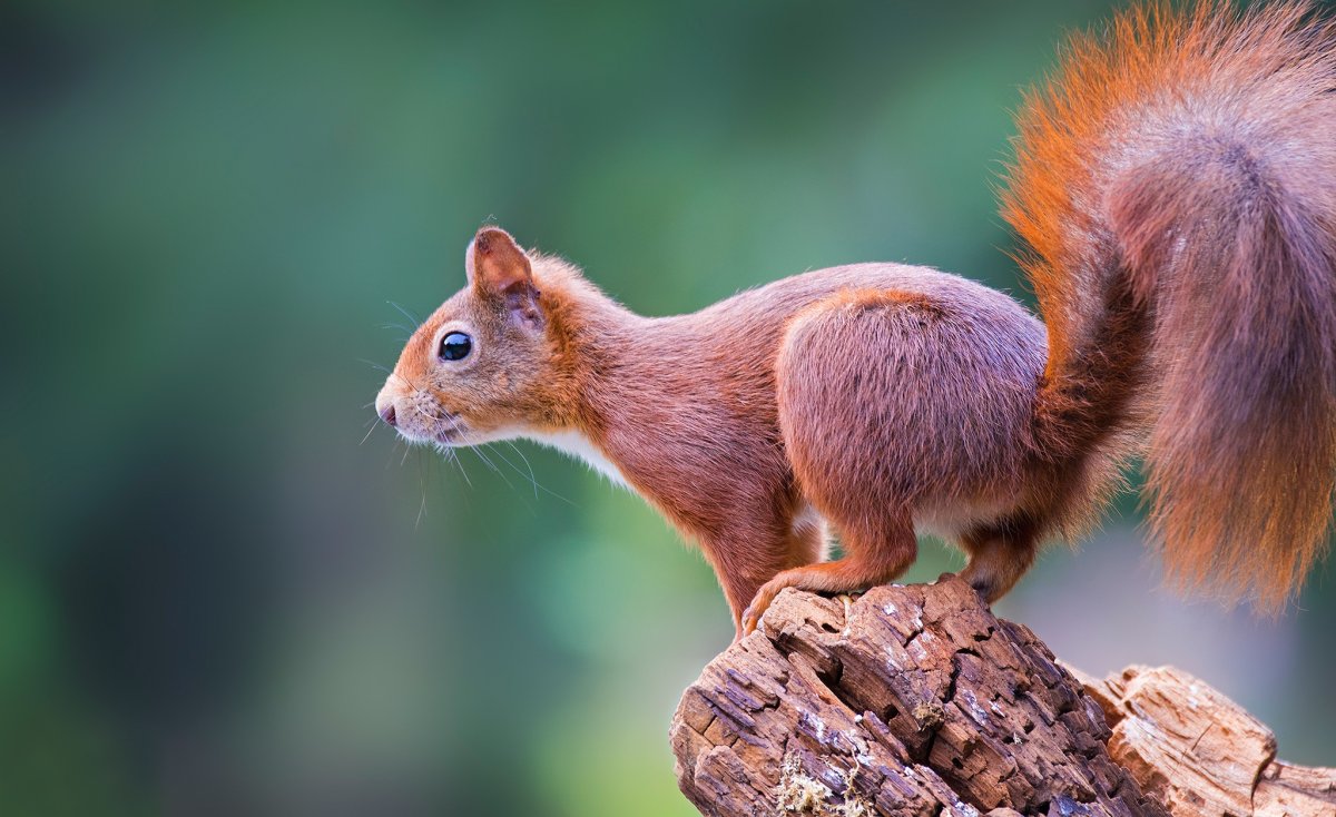 Малабарская гигантская белка