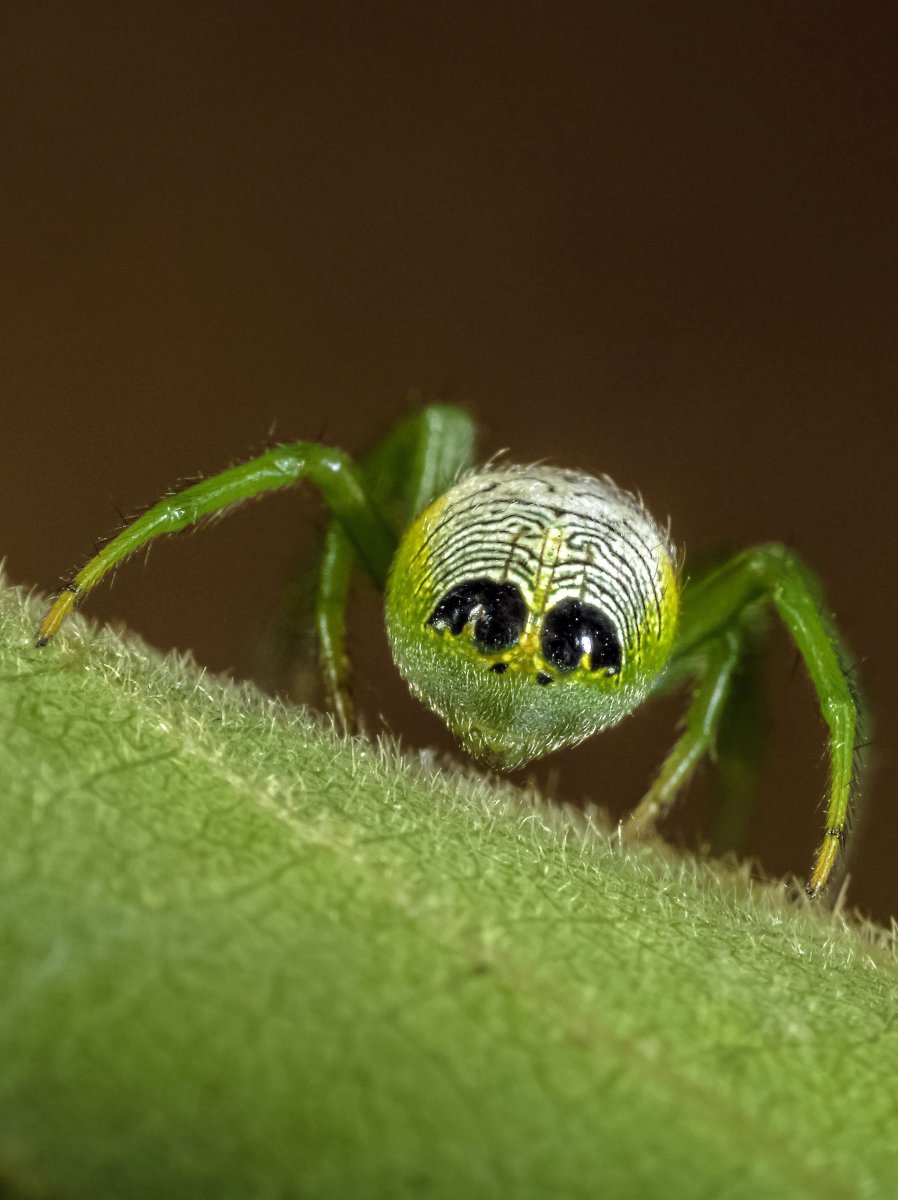 Паучок Аркадий