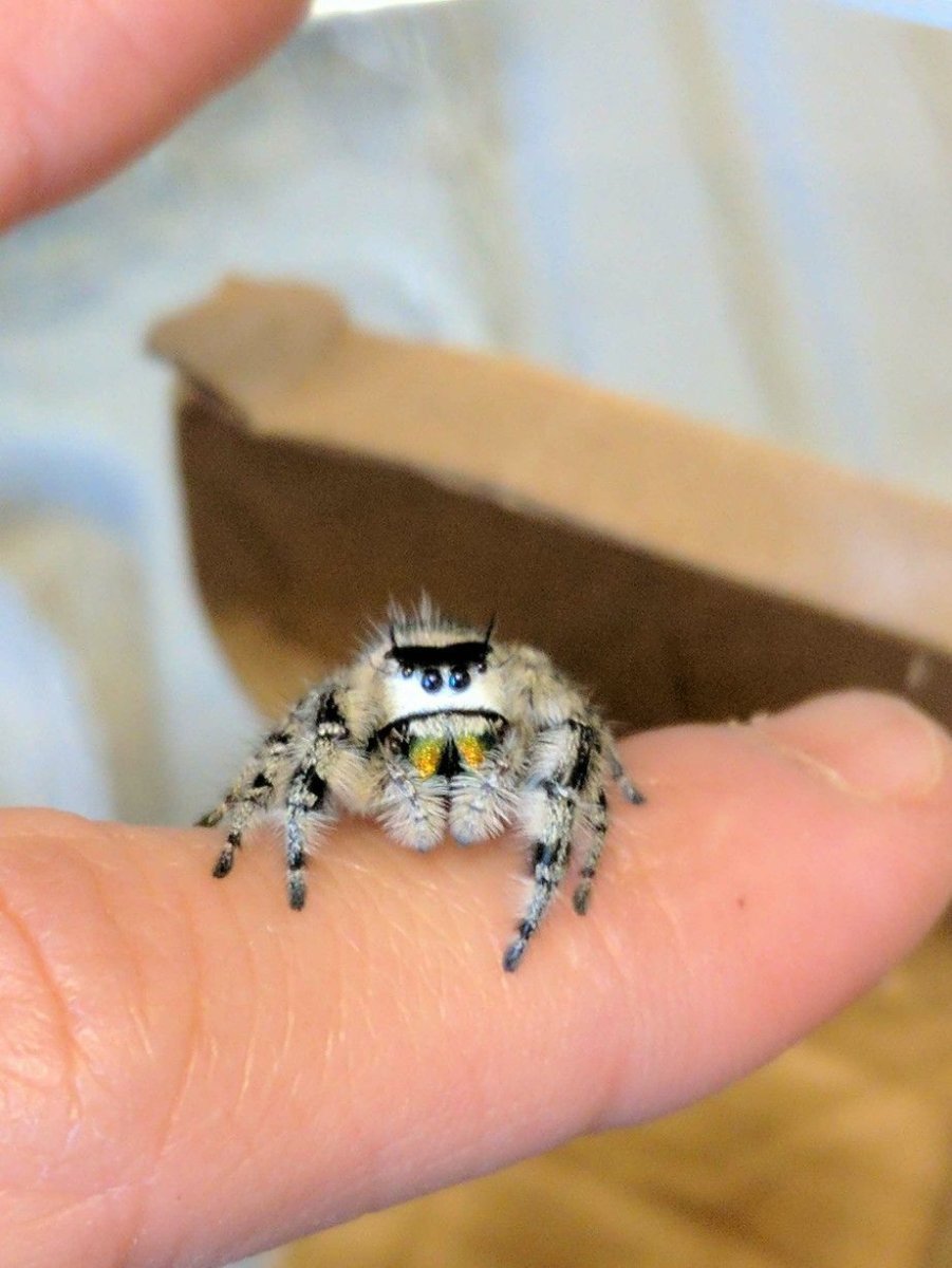 На зеленом свитере пауки