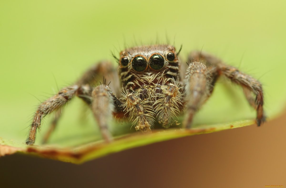 Паук Тарантул глаза