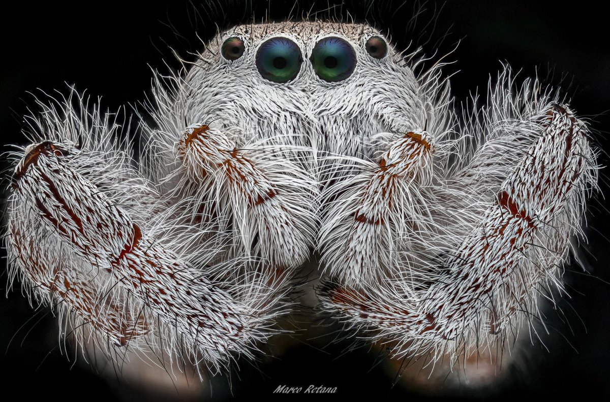 Гималайский паук-скакун