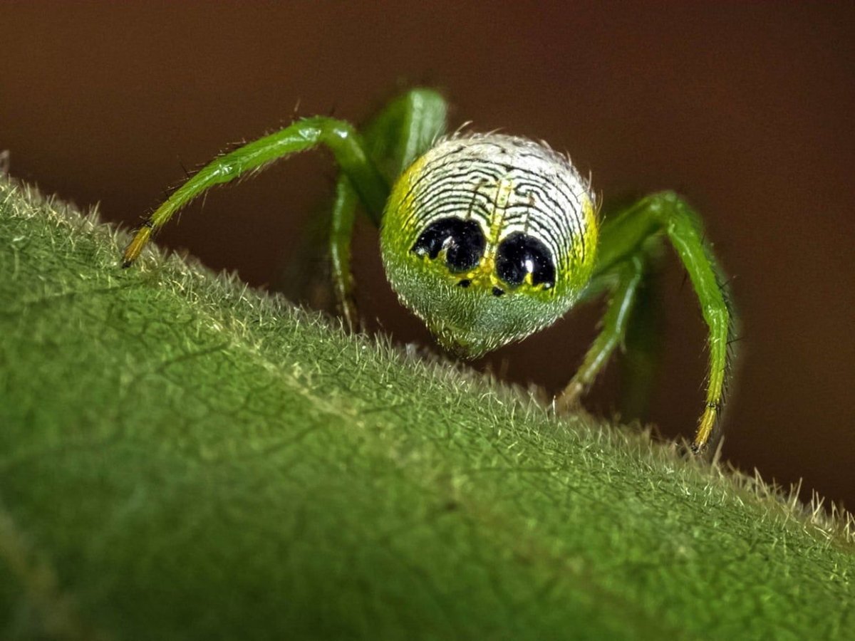 Паук маленький