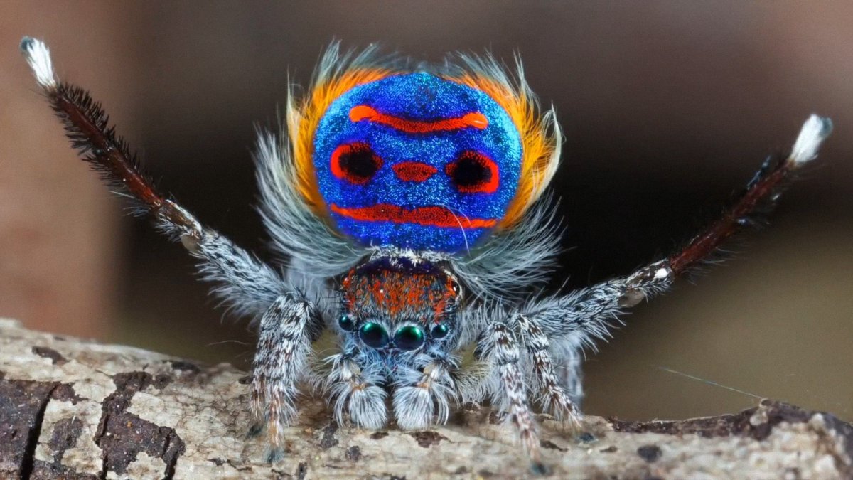 Паук-Павлин (Maratus volans)