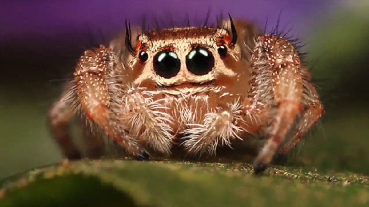 Покажи картинку самого милого паука