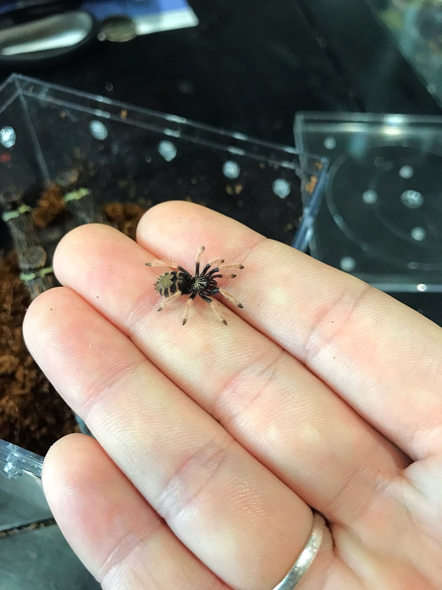 Паук Тарантул маленький