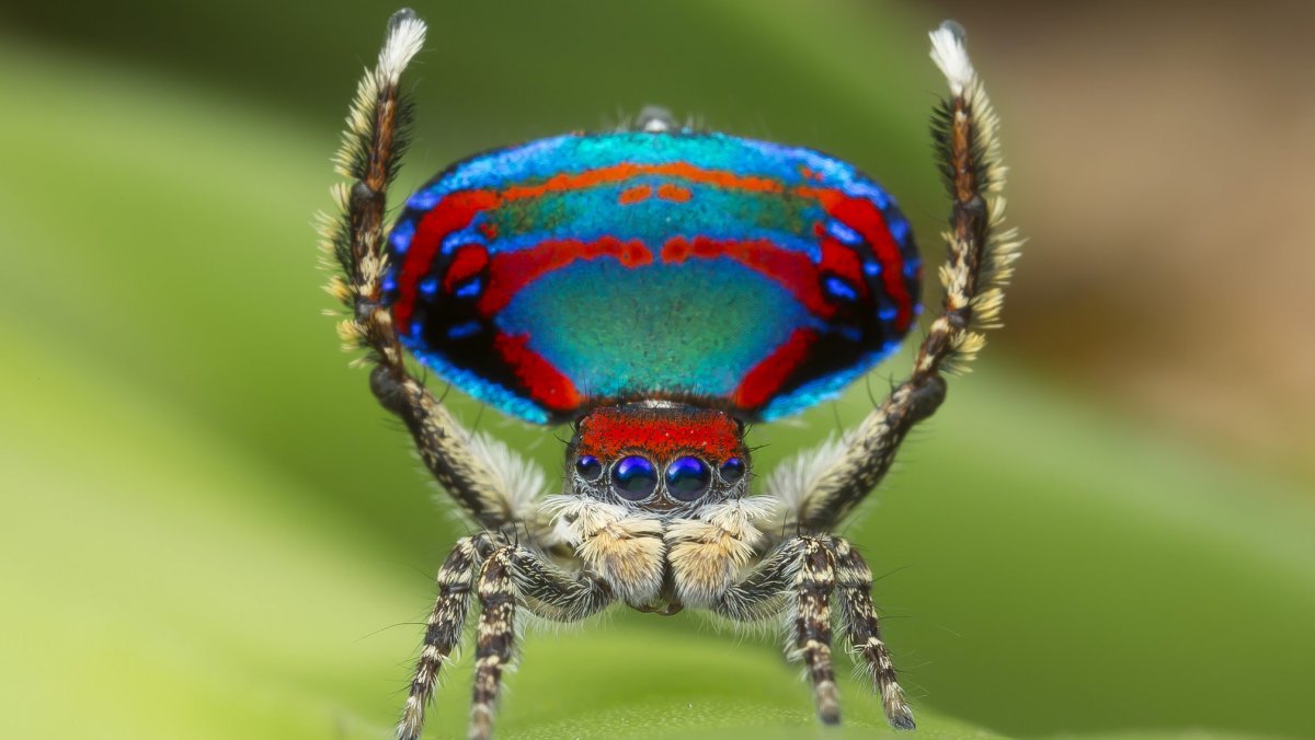 Австралийский паук скакун