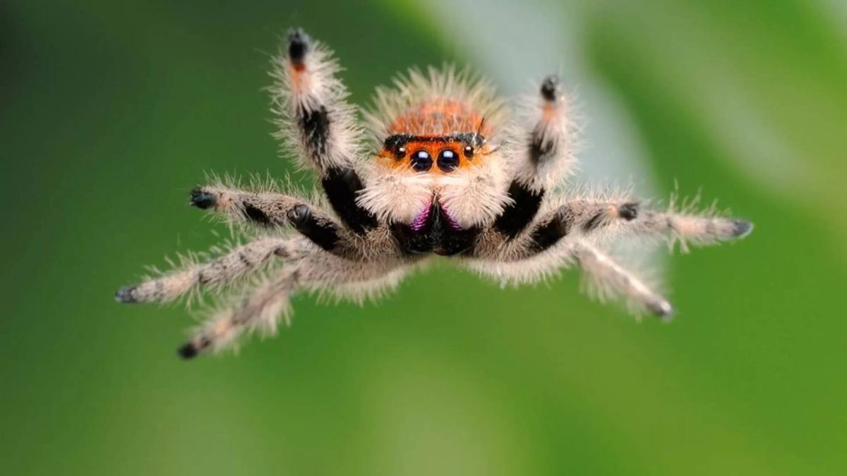 Паук скакунчик