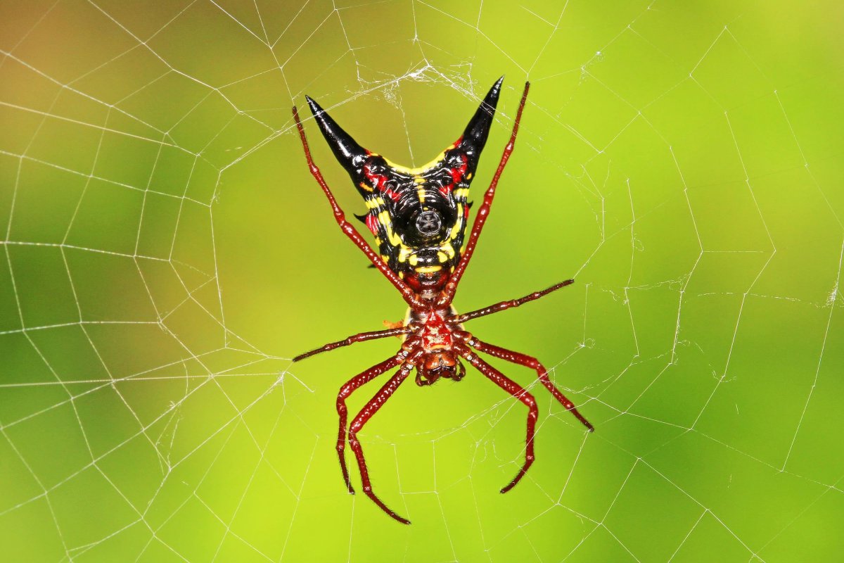 Арахнид кругопряд