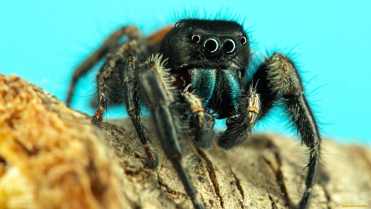 Канализационный паук