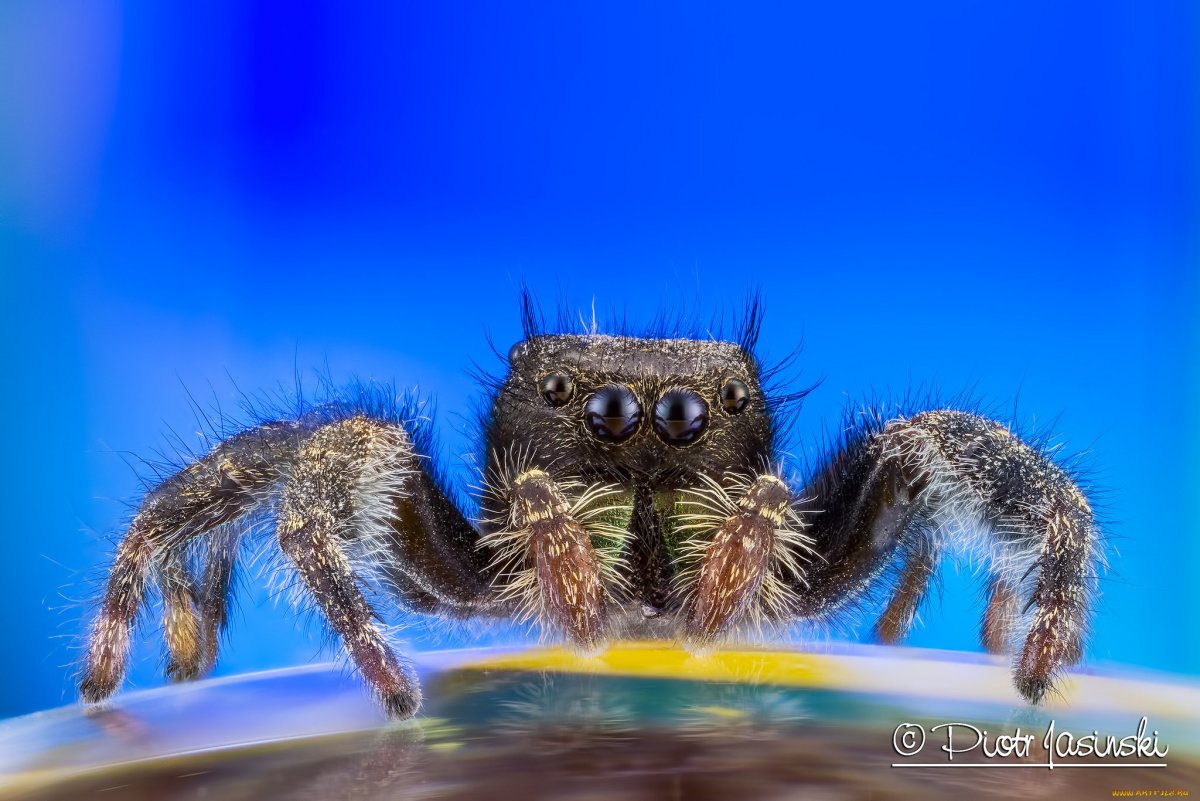 Phidippus Audax (паук-скакун)