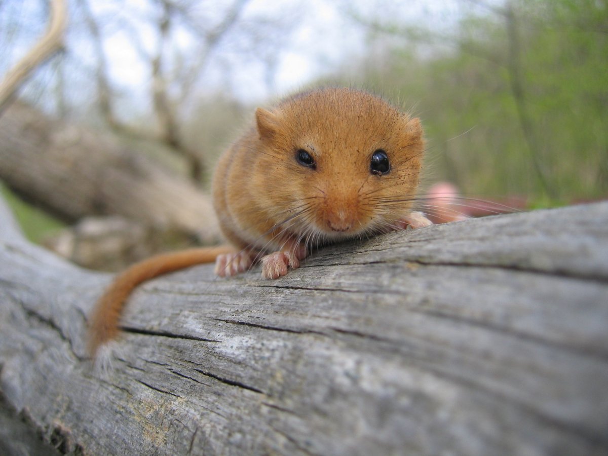 Орешниковая Соня