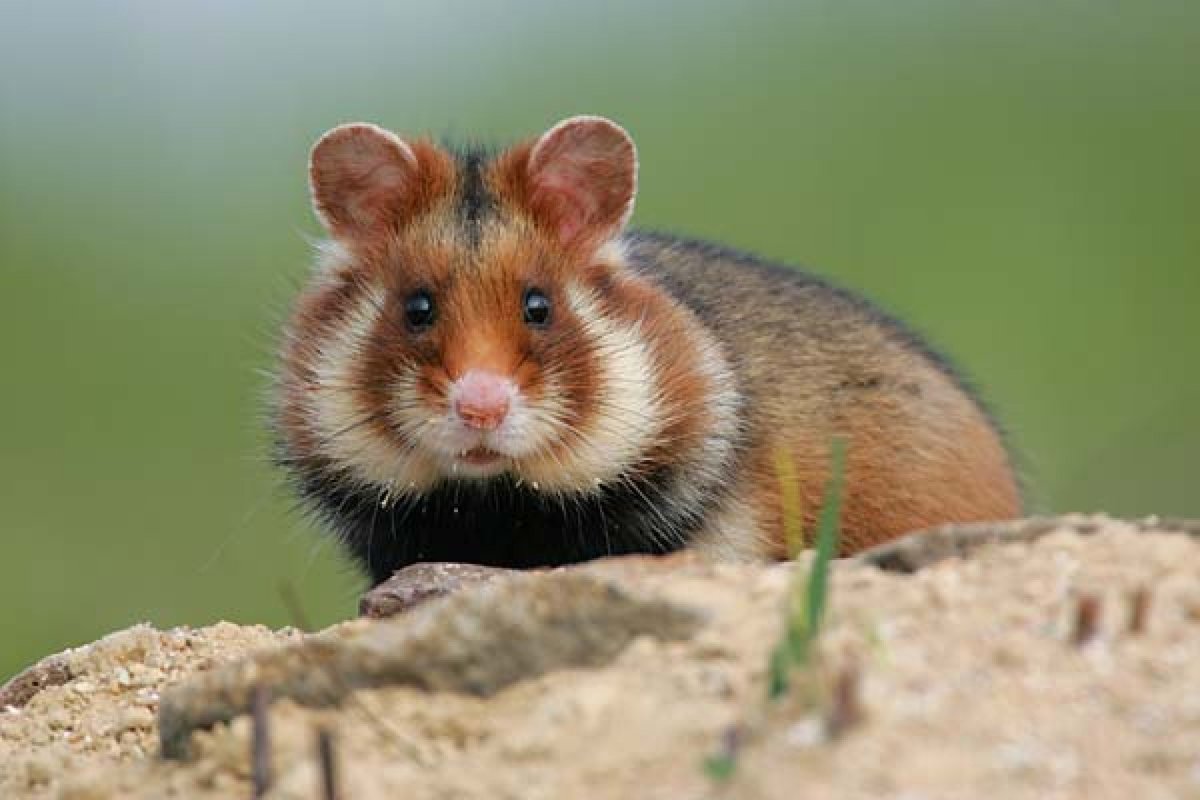 Мексиканская капибара